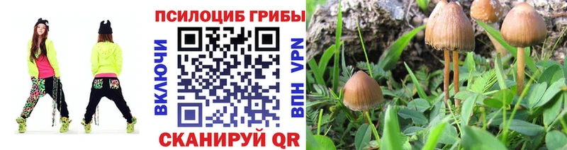 Галлюциногенные грибы Psilocybe  сколько стоит  Ленинск-Кузнецкий 